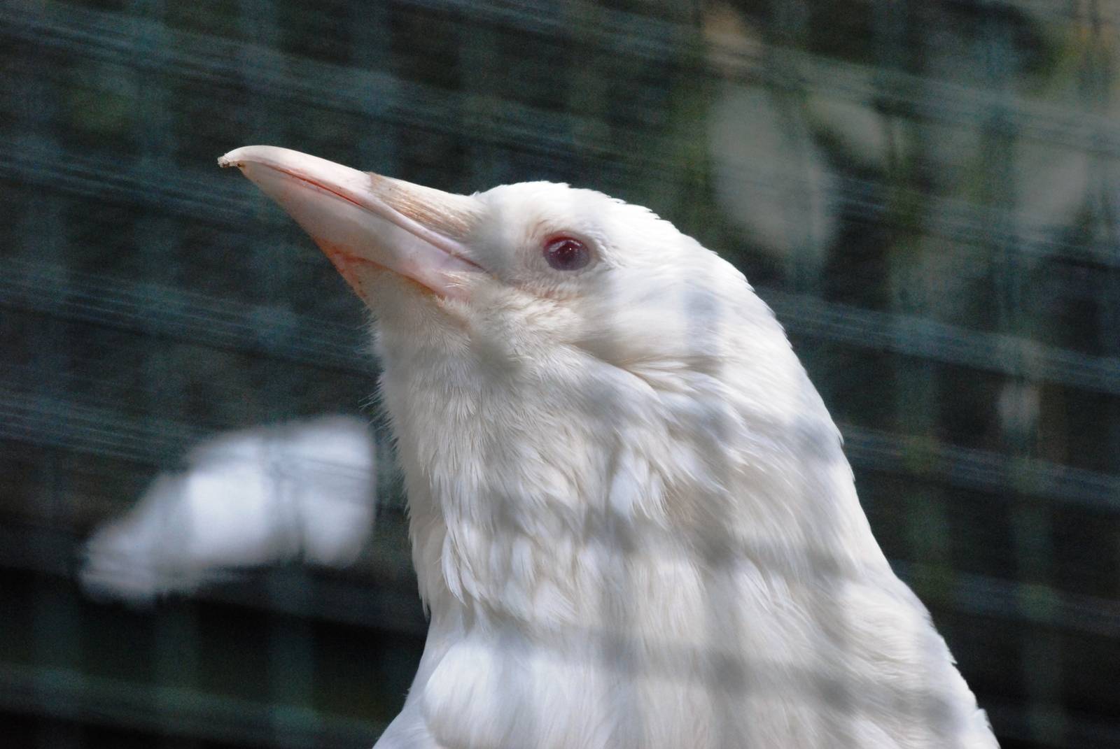 White Carrion Crow at Walsrode, 22/03/13