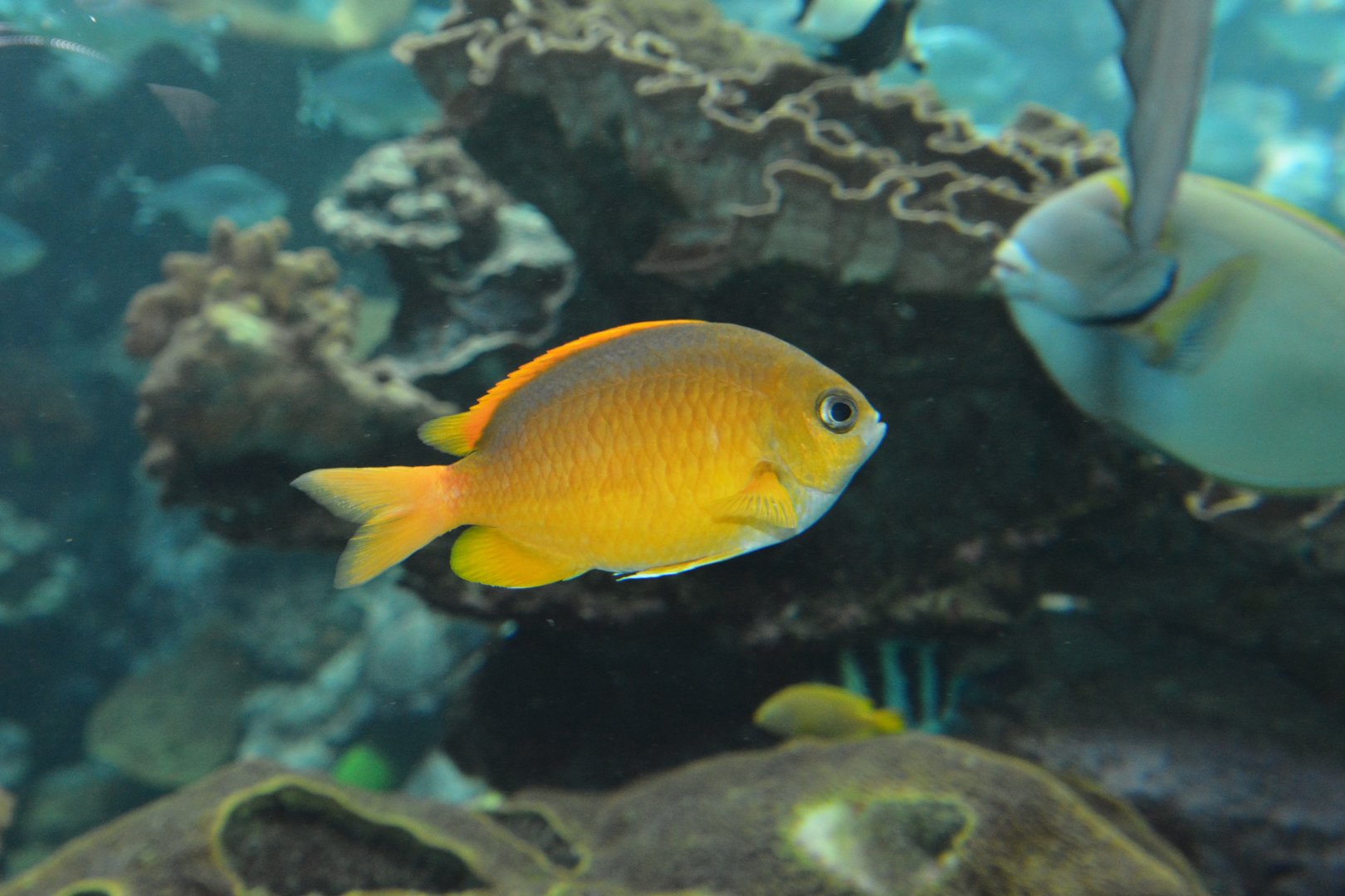 White-caudal chromis (Chromis albicauda)