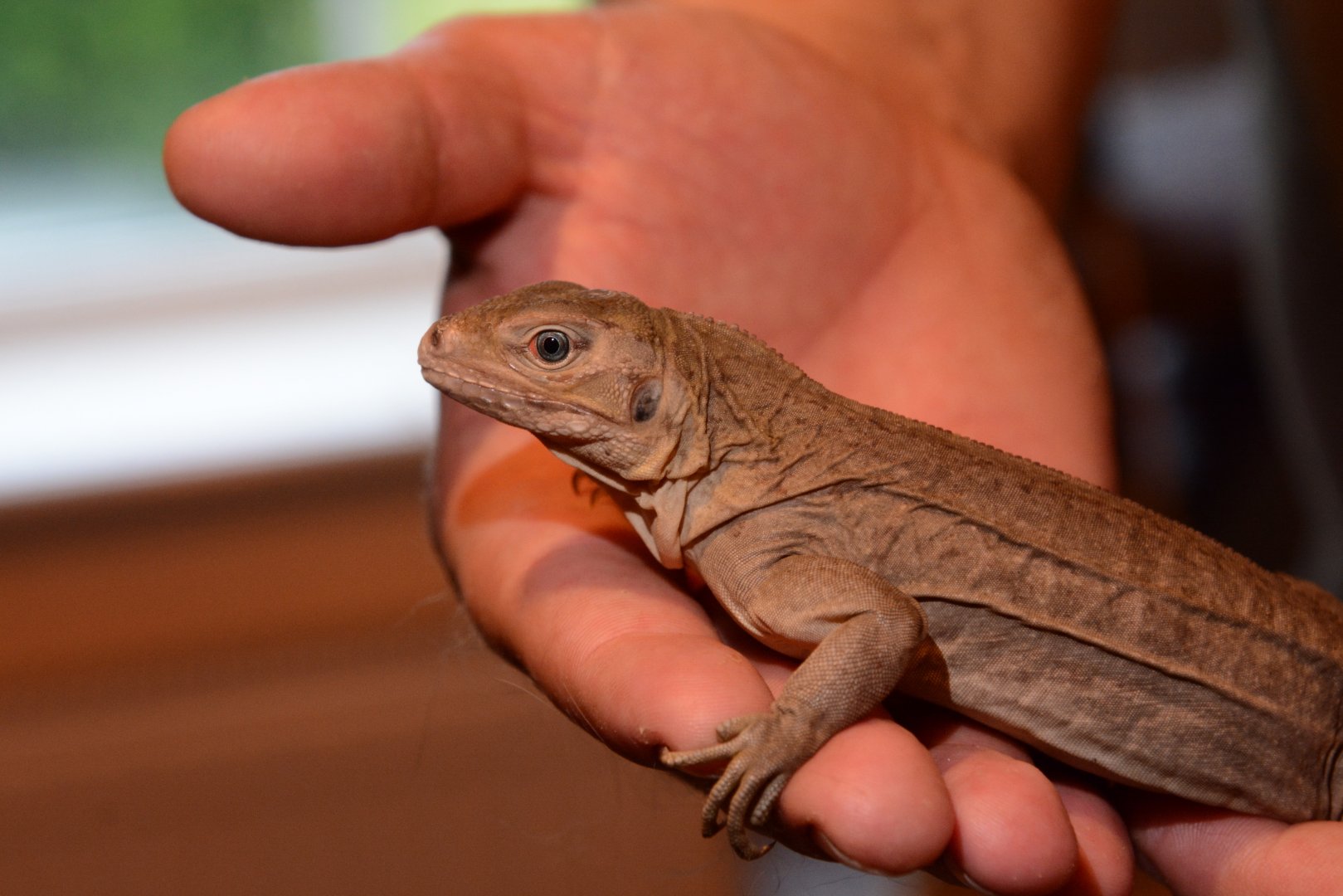 White Cay iguana (Cyclura rileyi cristata) - juvenile