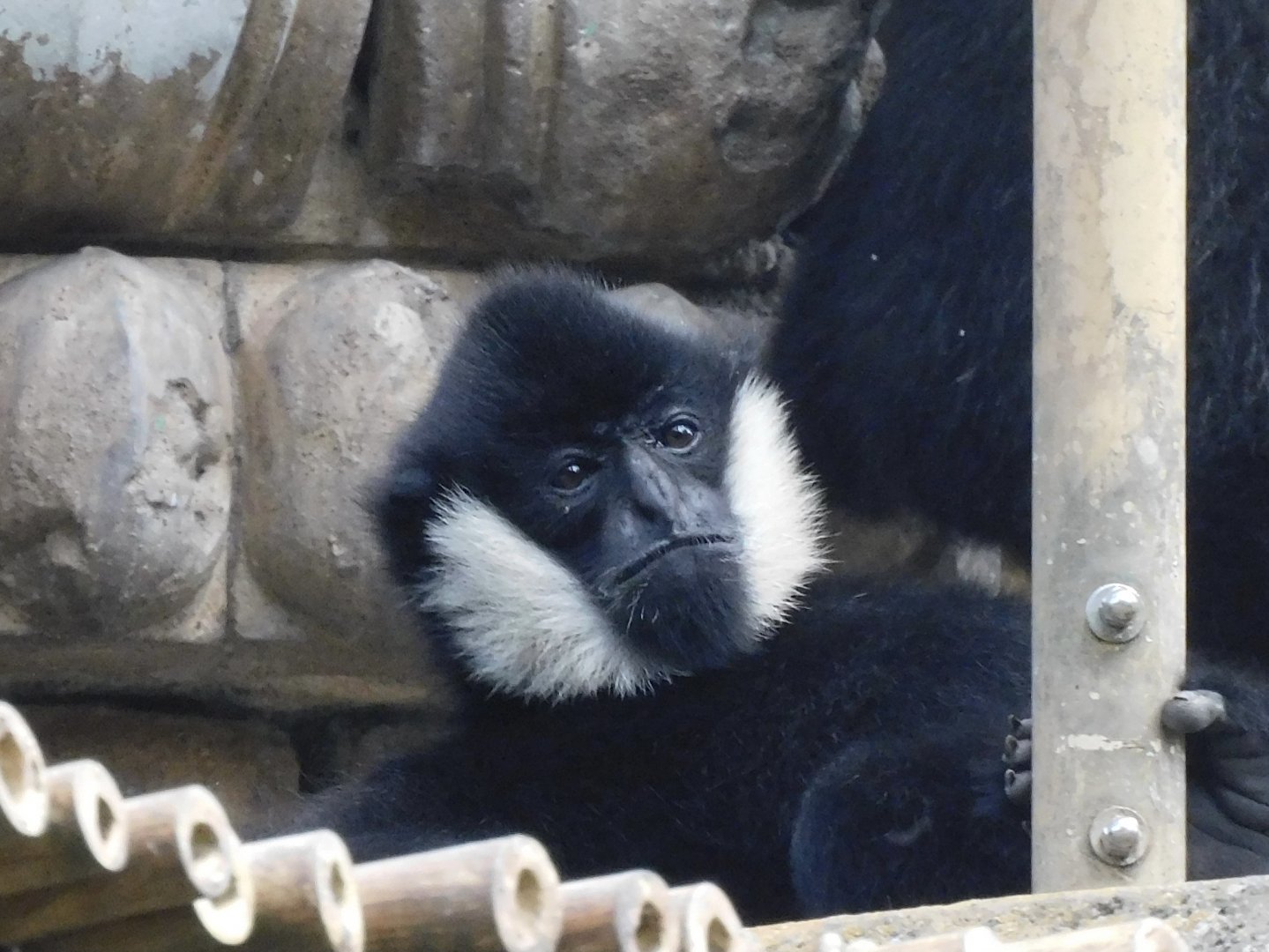 White checked gibbon