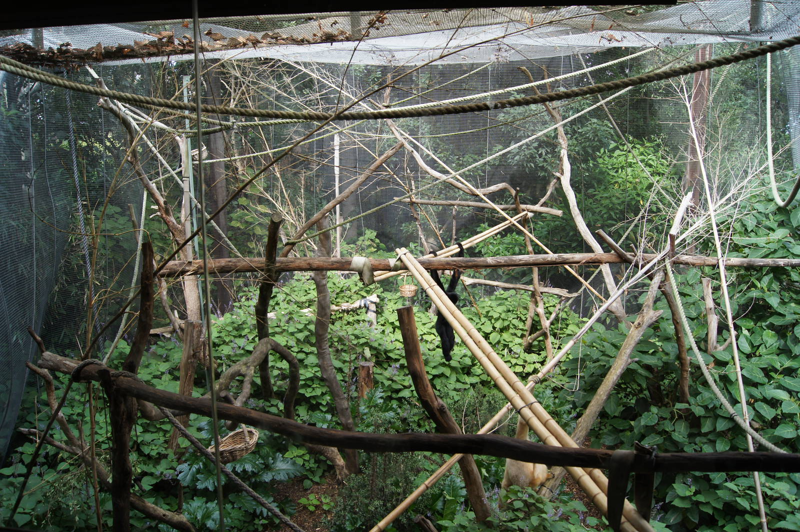 White Cheecked Gibbon Exhibit