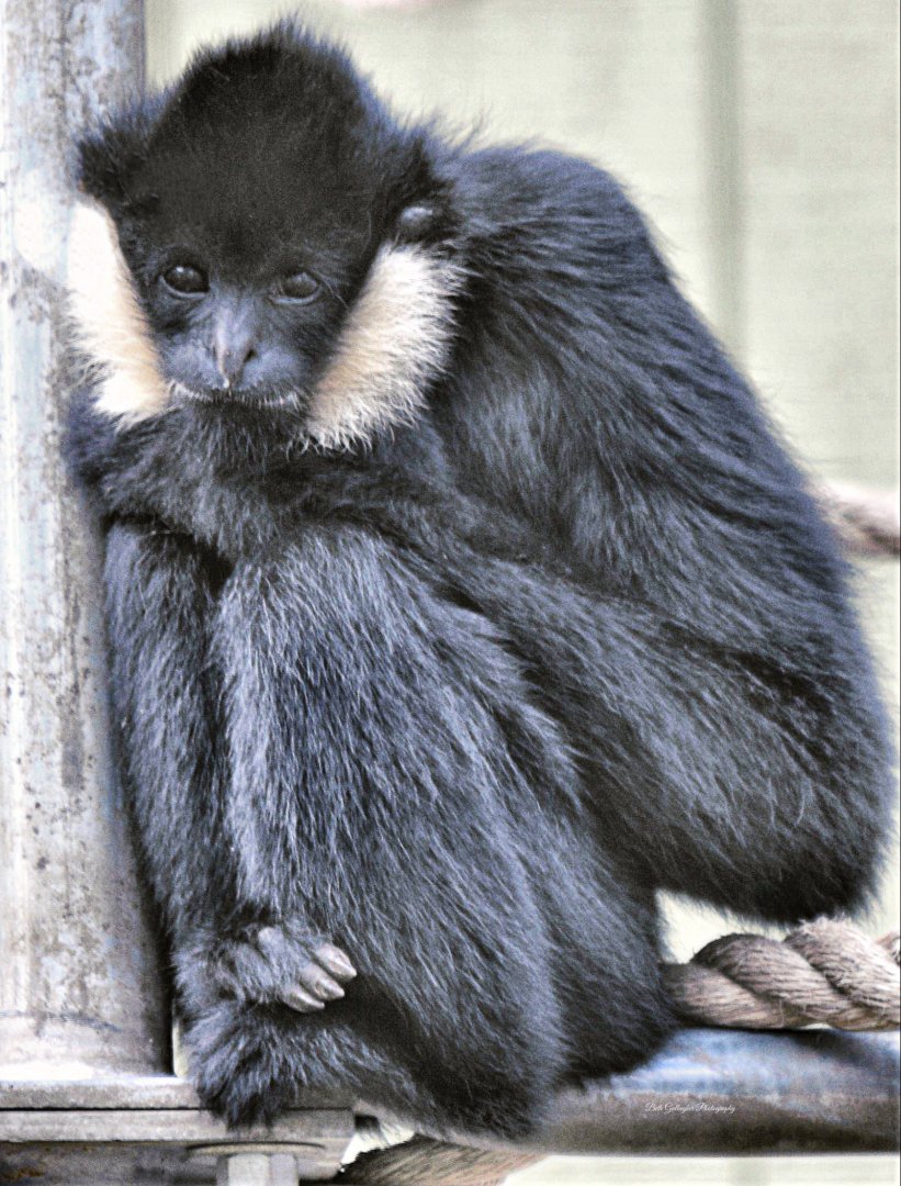 White Cheek Gibbon