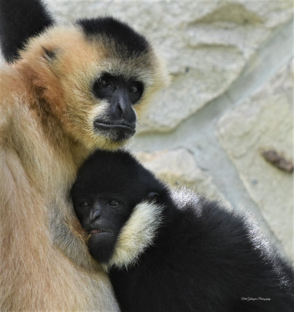 White cheek gibbons