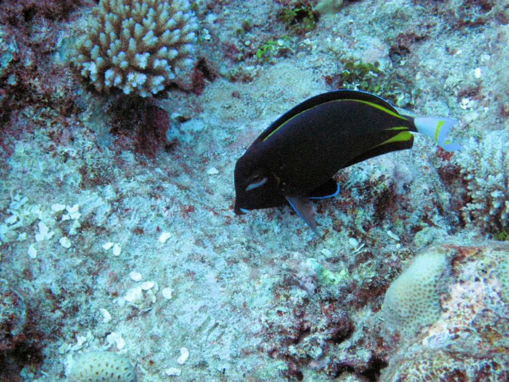 White-cheek Surgeonfish