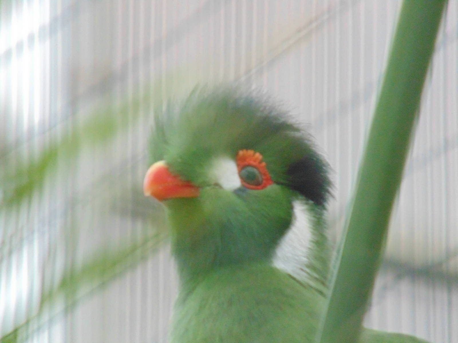 White Cheek Turaco