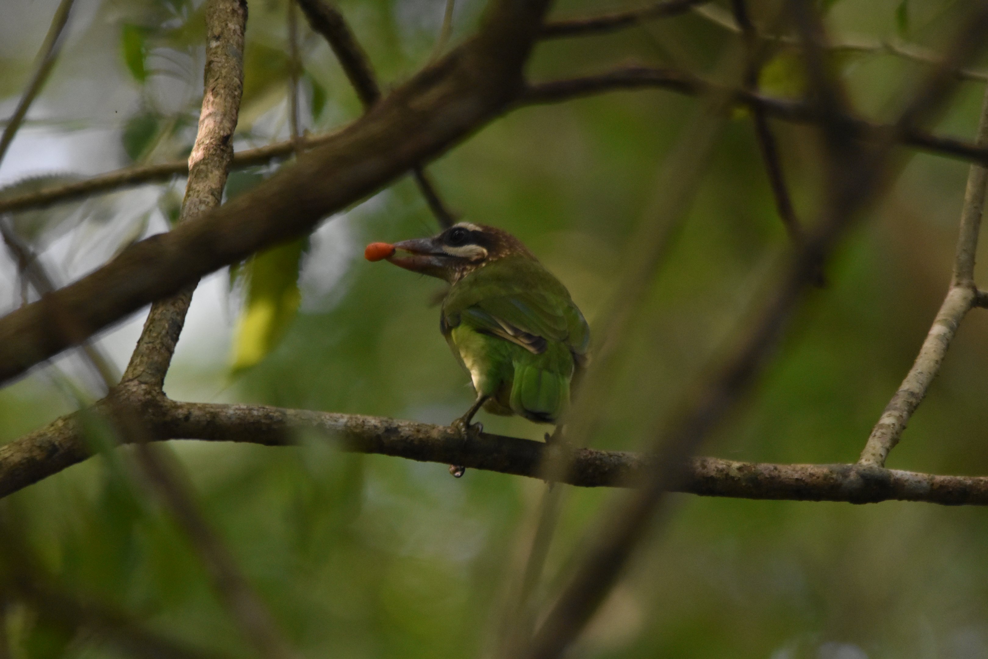 White-cheeked Barbet, Kabini River Lodge, 18th November 2024