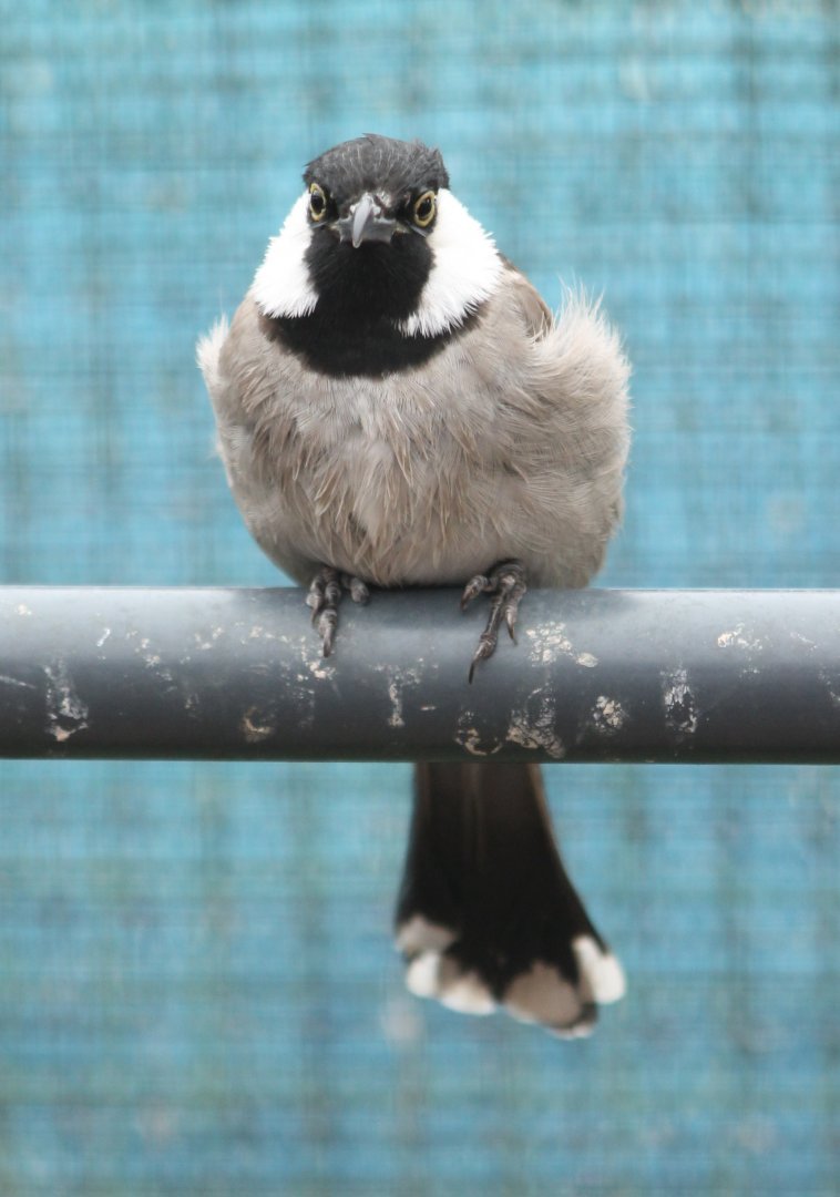 White-cheeked bulbul