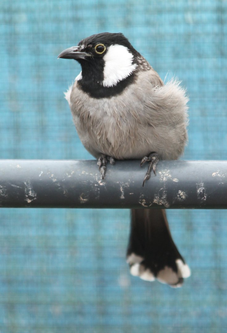 White-cheeked bulbul