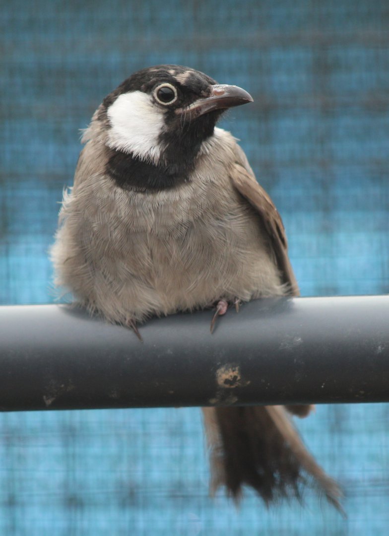 White-cheeked bulbul