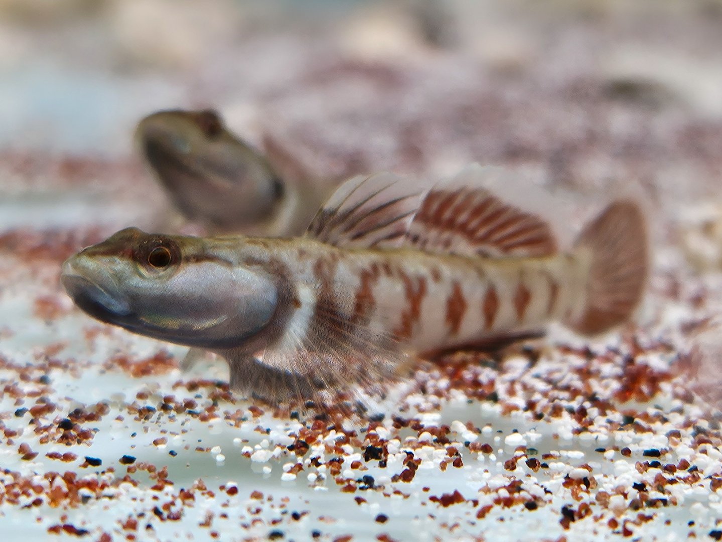 White-cheeked Dragon Goby (Rhinogobius cf. duospilus)