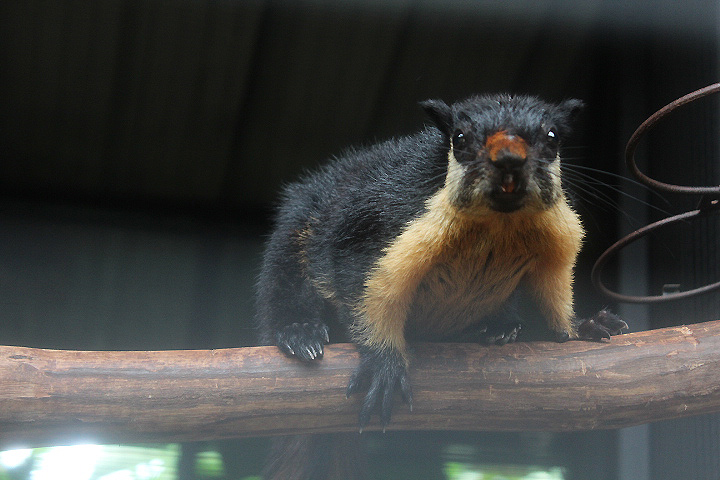 White-cheeked giant squirrel (Ratufa bicolor leucogenys) - Aviary Park