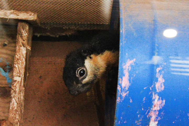 White-cheeked giant squirrel (Ratufa bicolor leucogenys) - Drive Thru Park