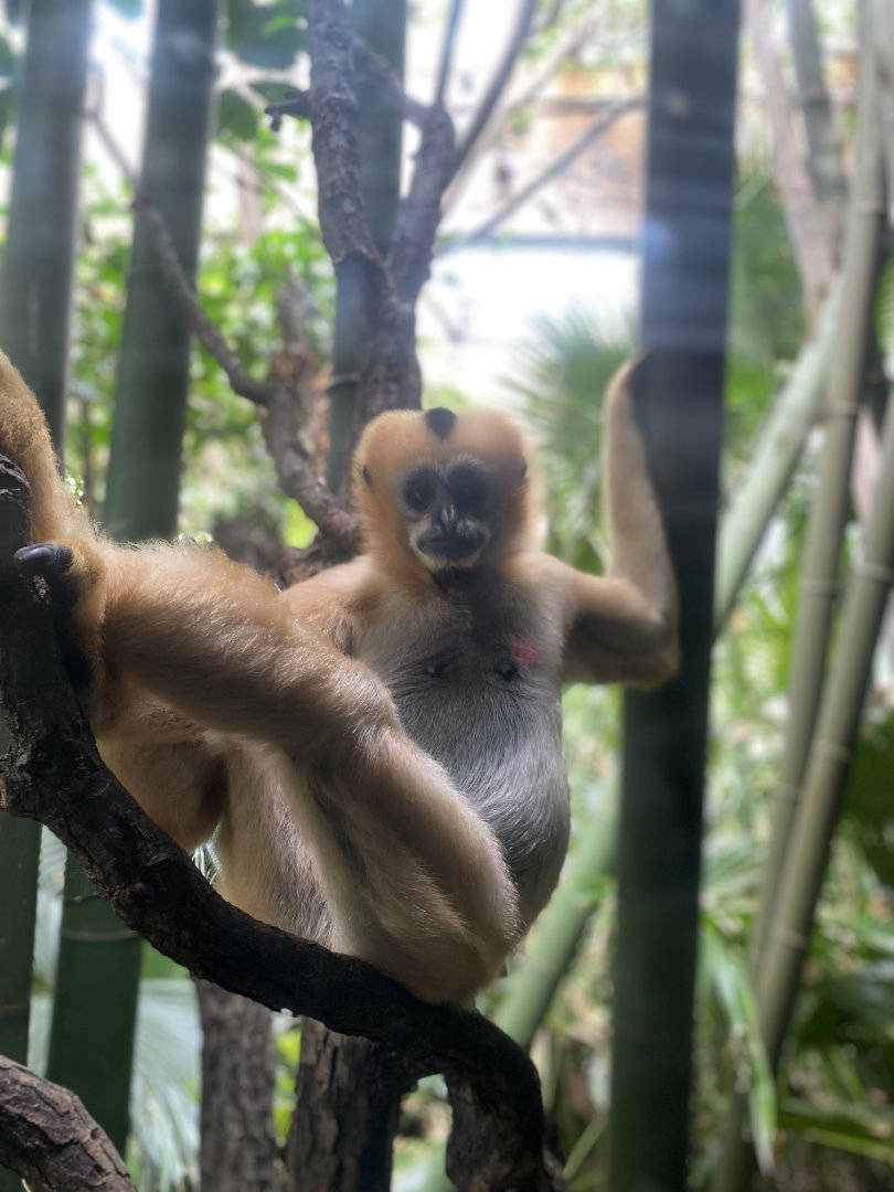 White-Cheeked Gibbon 01 - Bronx Zoo