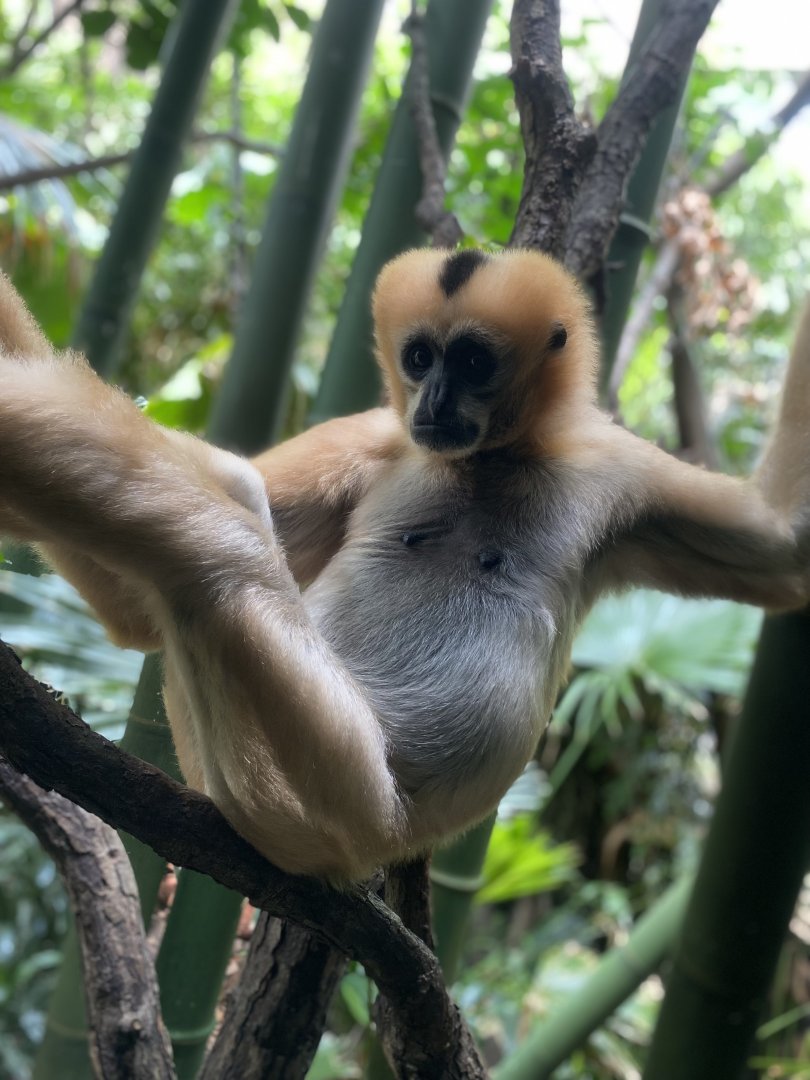 White-Cheeked Gibbon 02 - Bronx Zoo