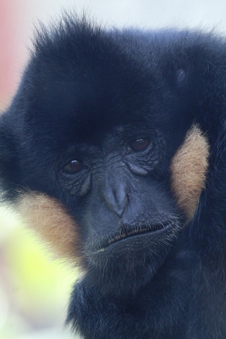 White Cheeked Gibbon- 6th October 2023
