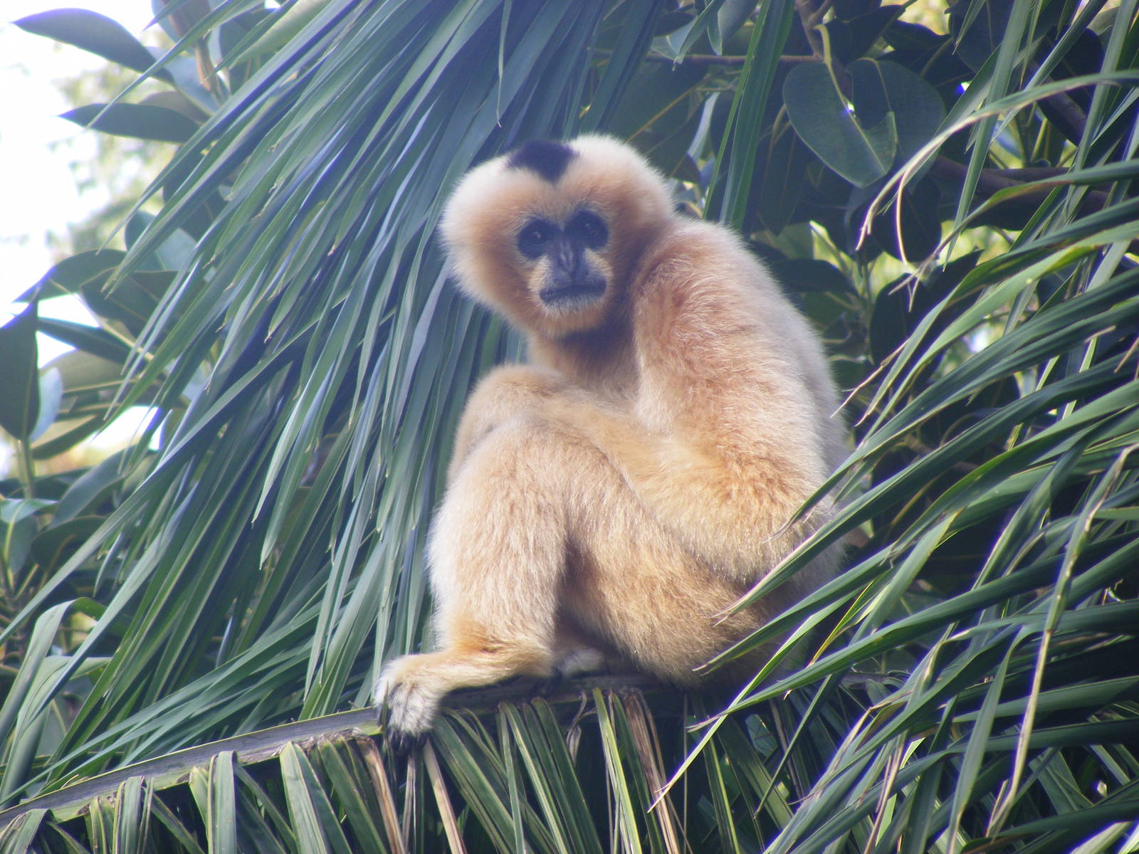 White-cheeked Gibbon - April, 2010