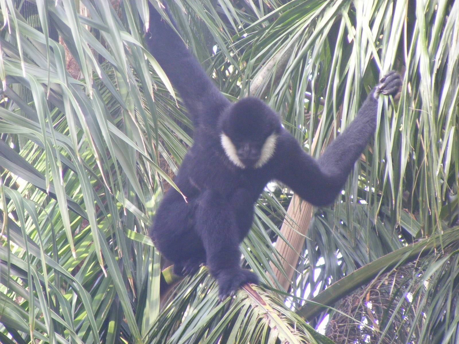 White-cheeked Gibbon - April, 2010