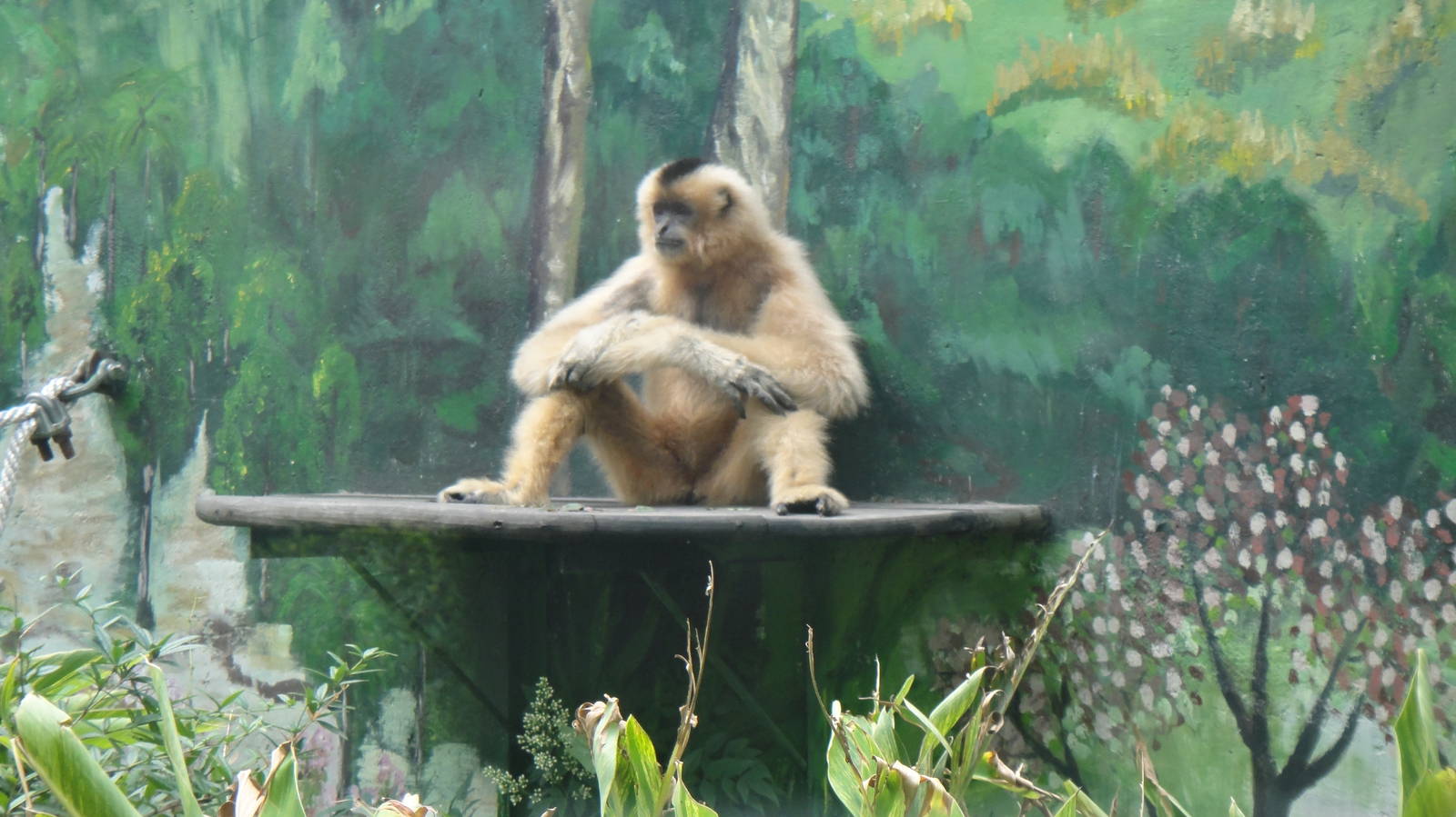 White-cheeked Gibbon at Chengdu zoo 2012-5-11