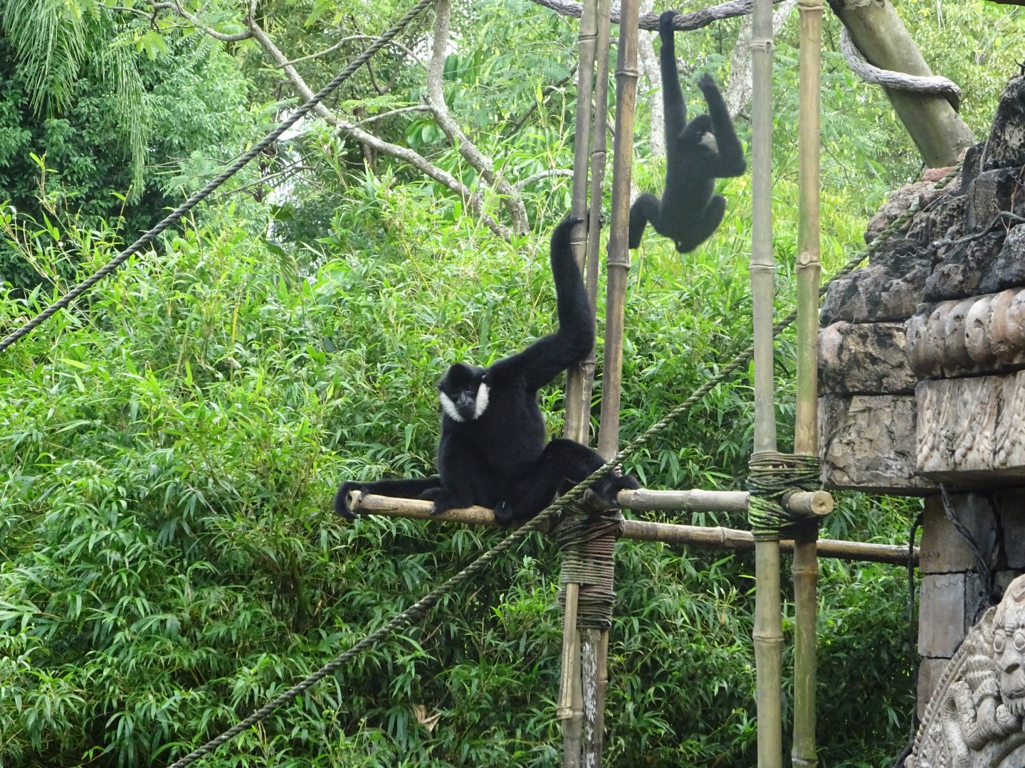 White-cheeked Gibbon at Disney's Animal Kingdom (2014)