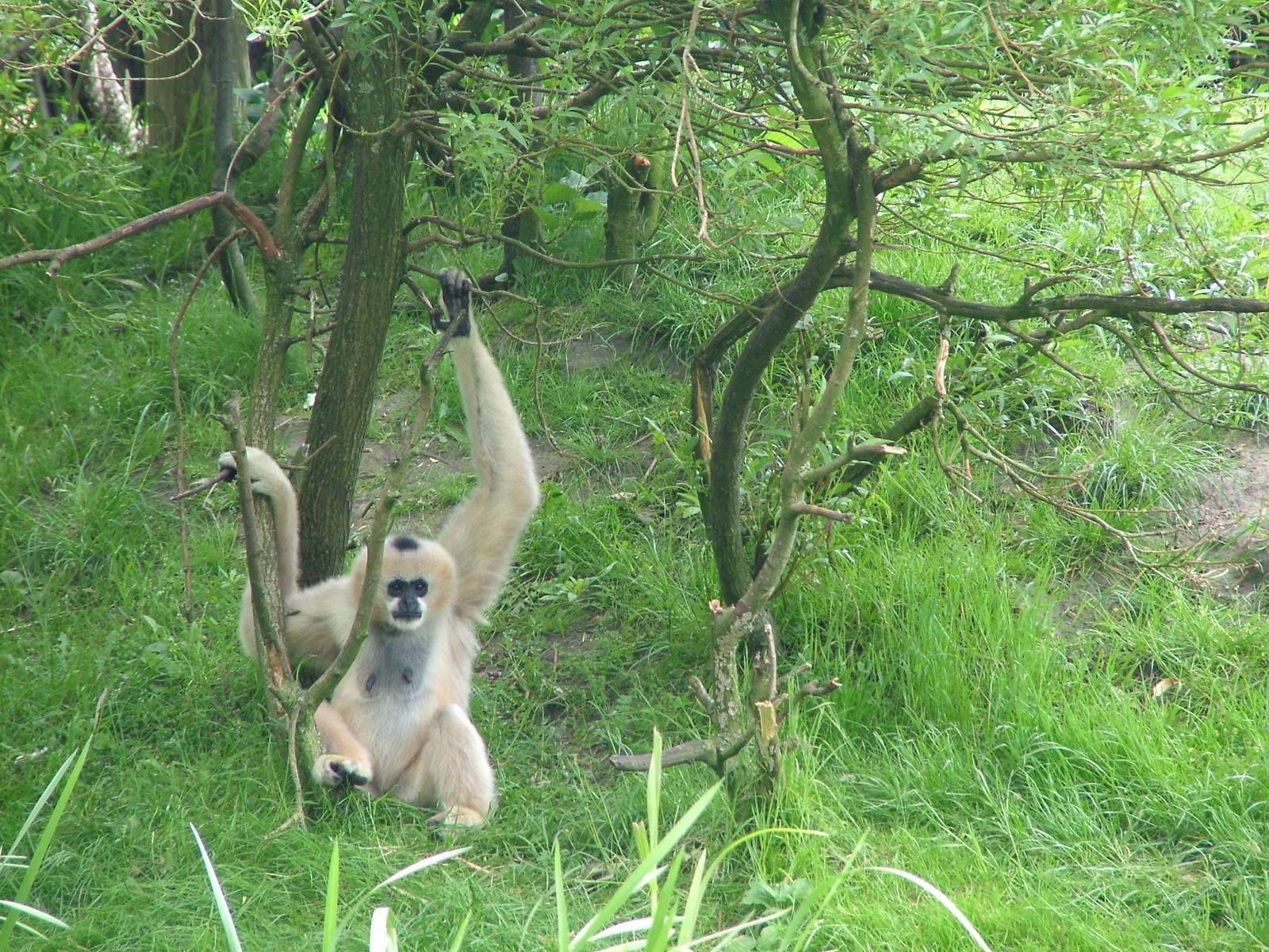 White-cheeked Gibbon at Overloon 14/05/09