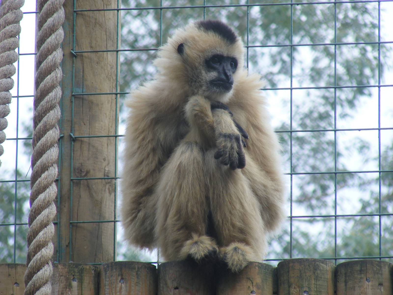 White cheeked gibbon at Paradise Wildlife Park, 5 September 2010