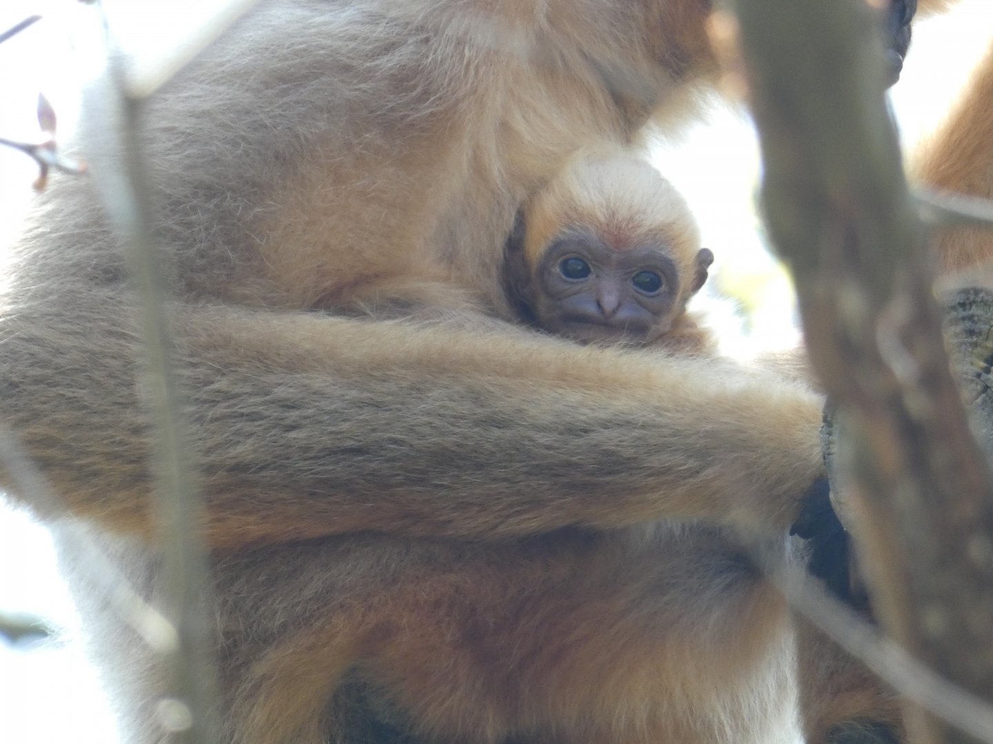 White-cheeked Gibbon baby