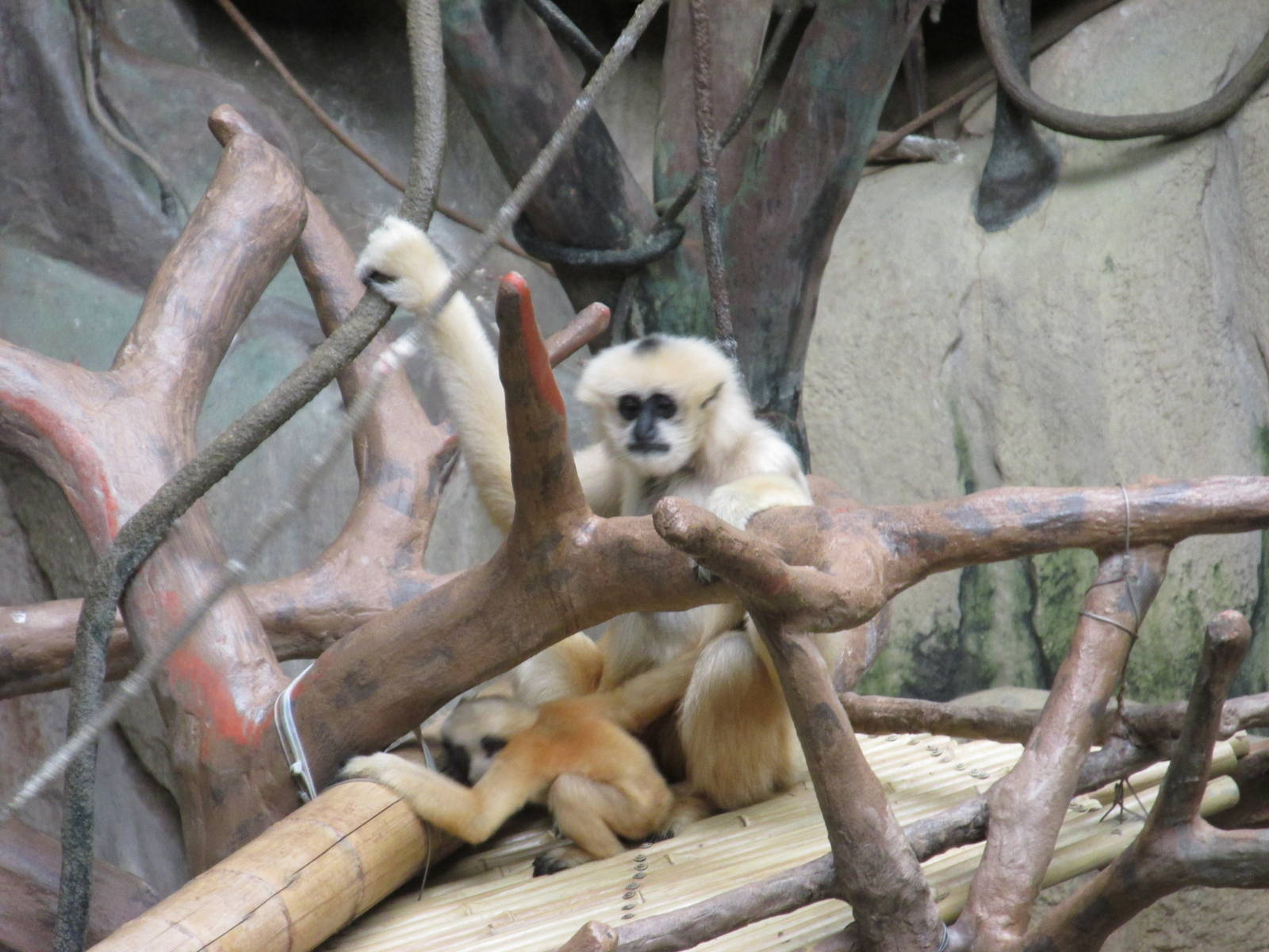 White Cheeked Gibbon Brookfield Zoo November 2014
