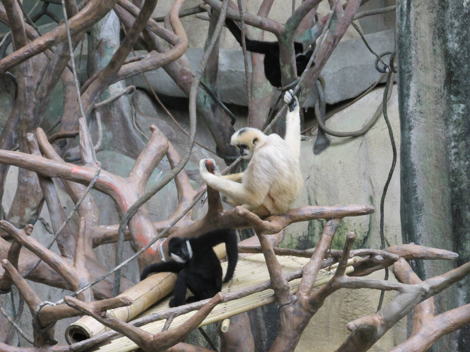 White Cheeked Gibbon Brookfield Zoo November 2014