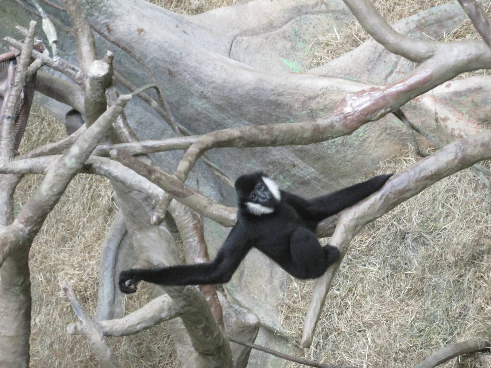 white cheeked gibbon brookfield zoo