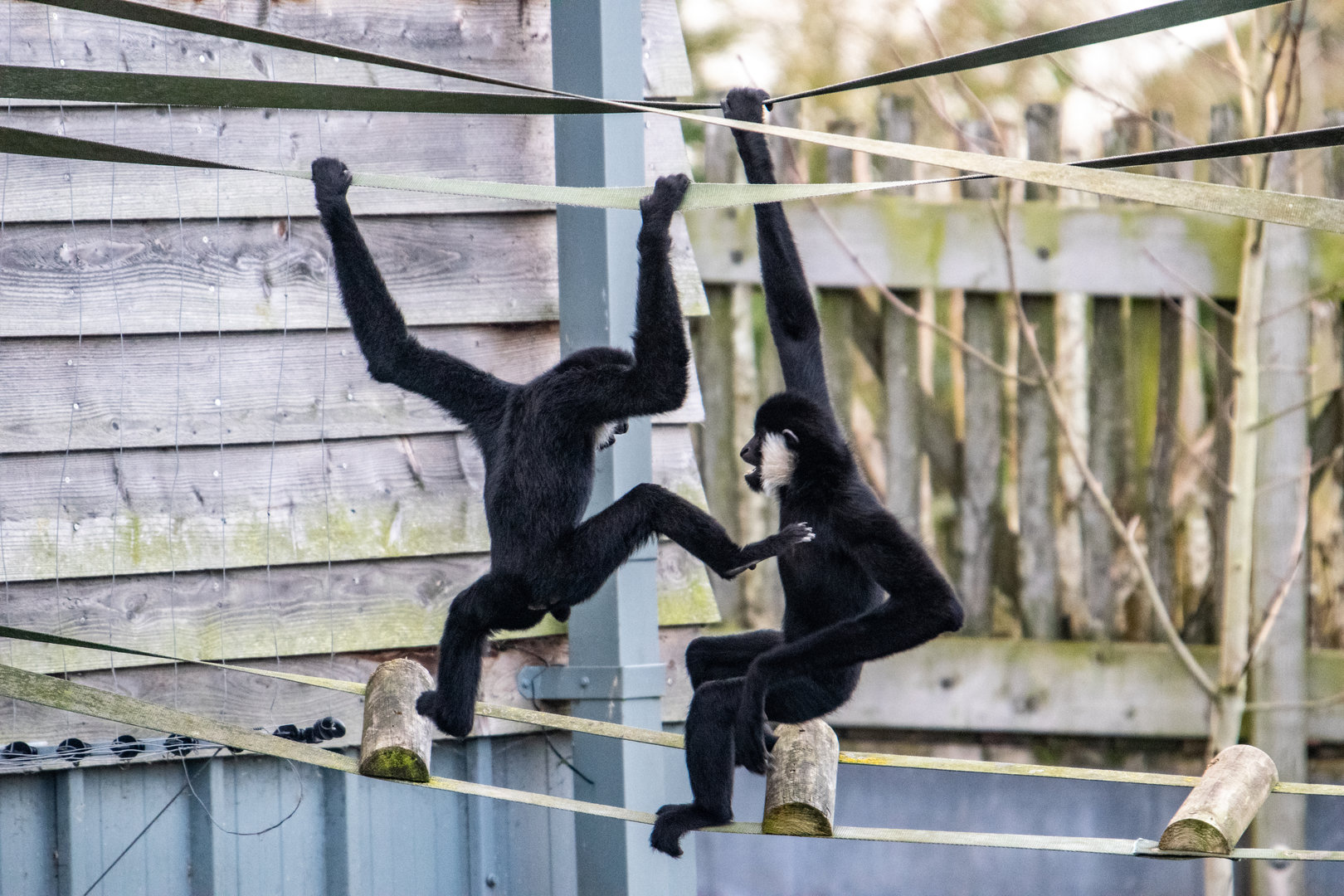 White-Cheeked Gibbon Brothers