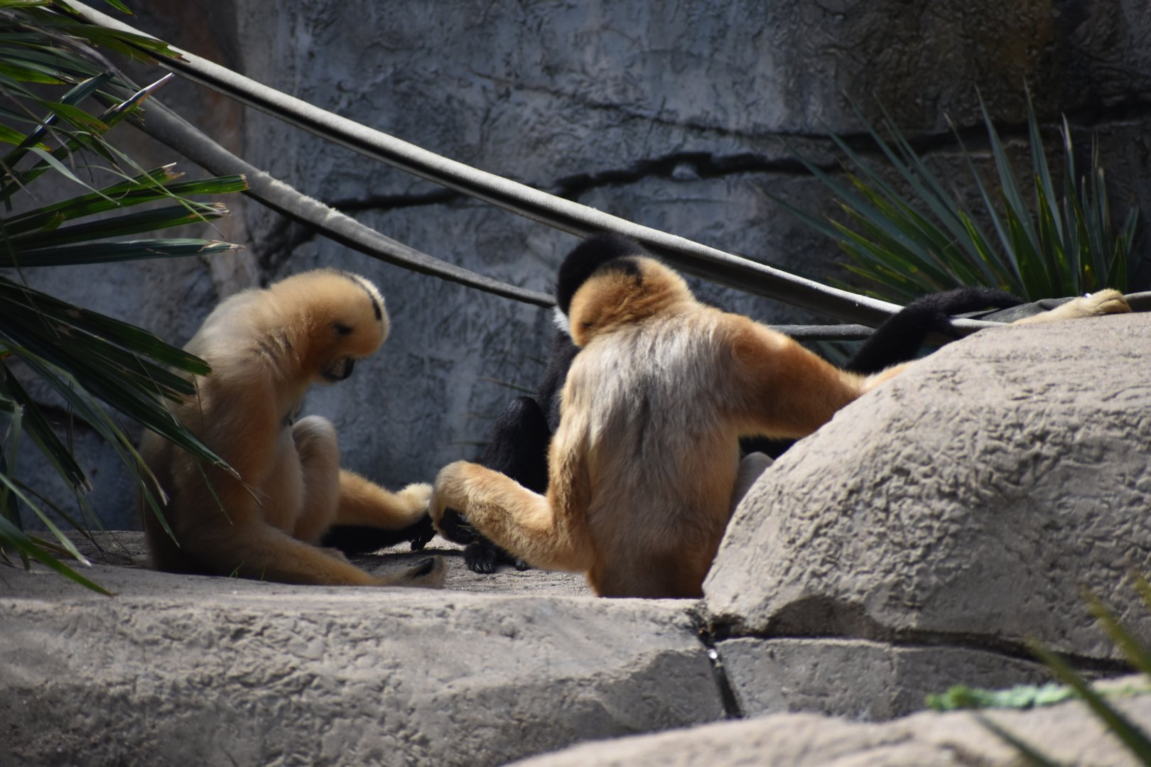 White-cheeked Gibbon Congregation
