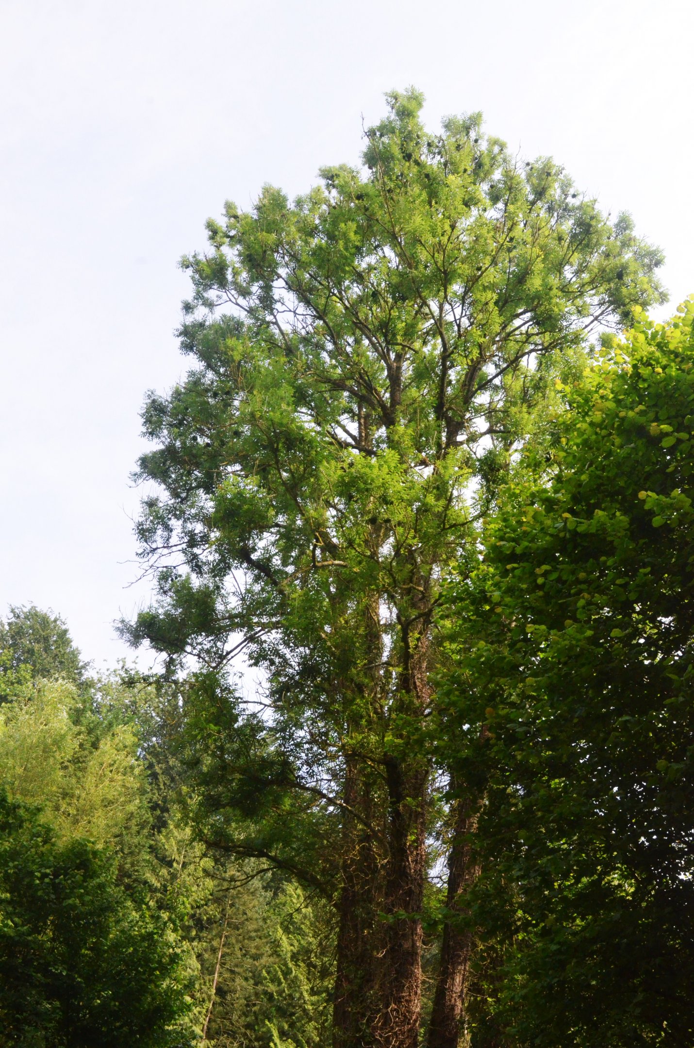 White-cheeked Gibbon Enclosure at CERZA, 10/06/18