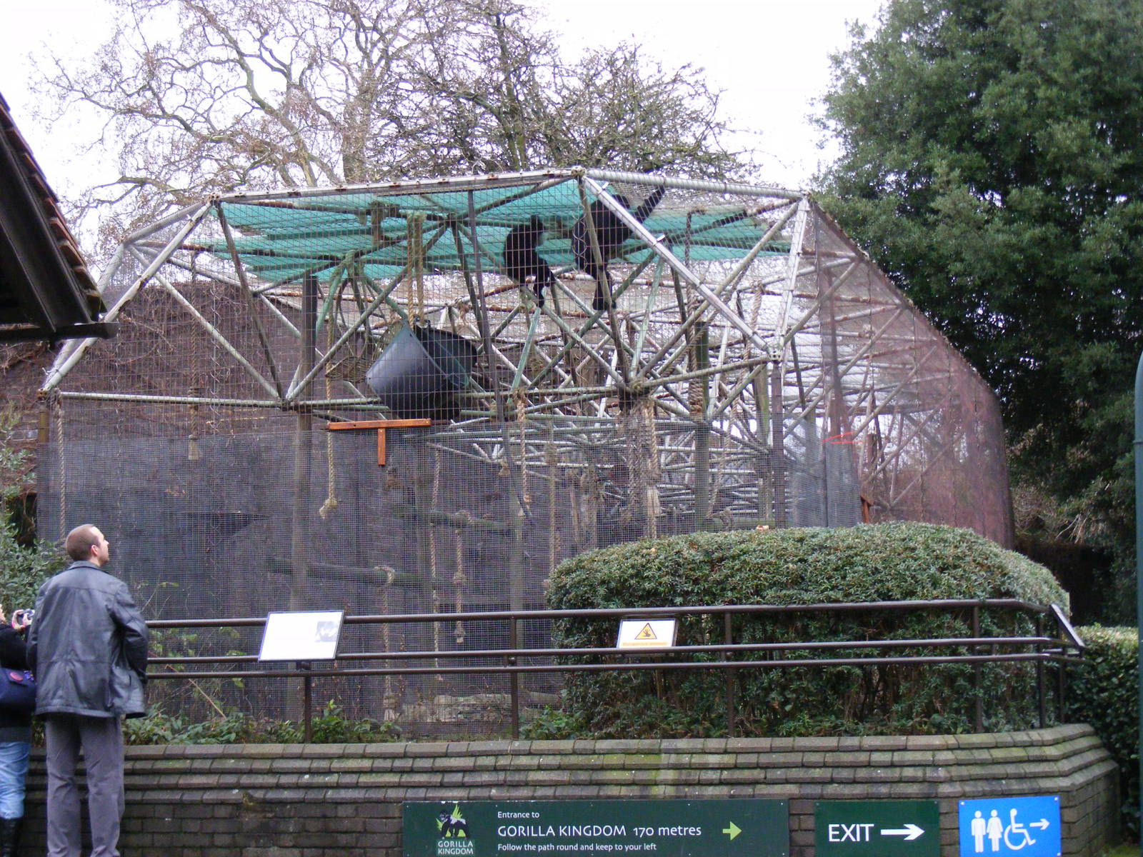 White-cheeked gibbon enclosure at London Zoo, 15 January 2011