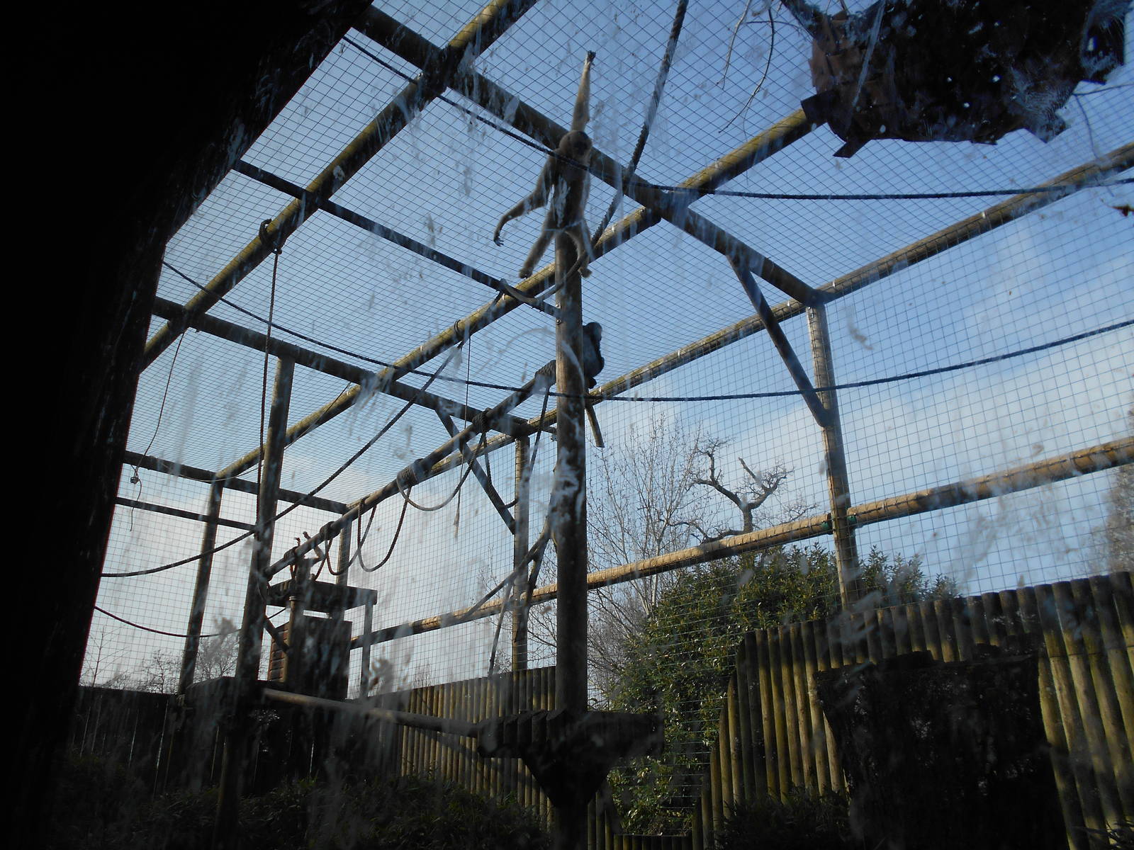 White-Cheeked Gibbon enclosure - March 11th 2016