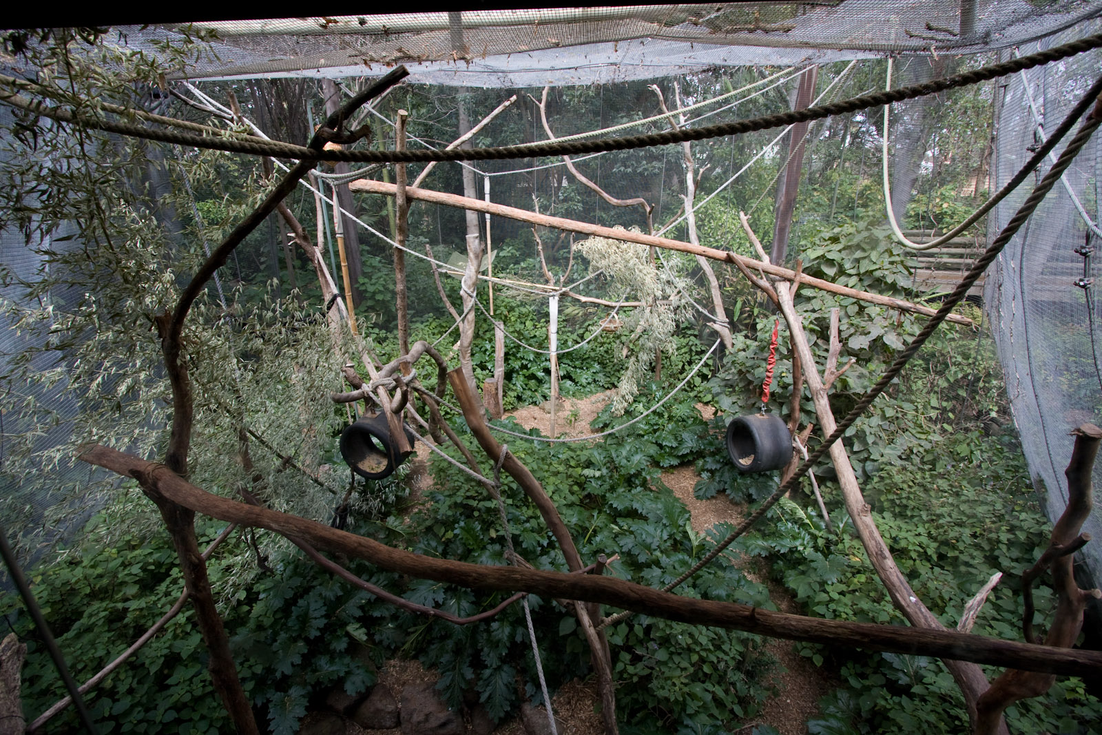 White-cheeked Gibbon enclosure - Sep 2008