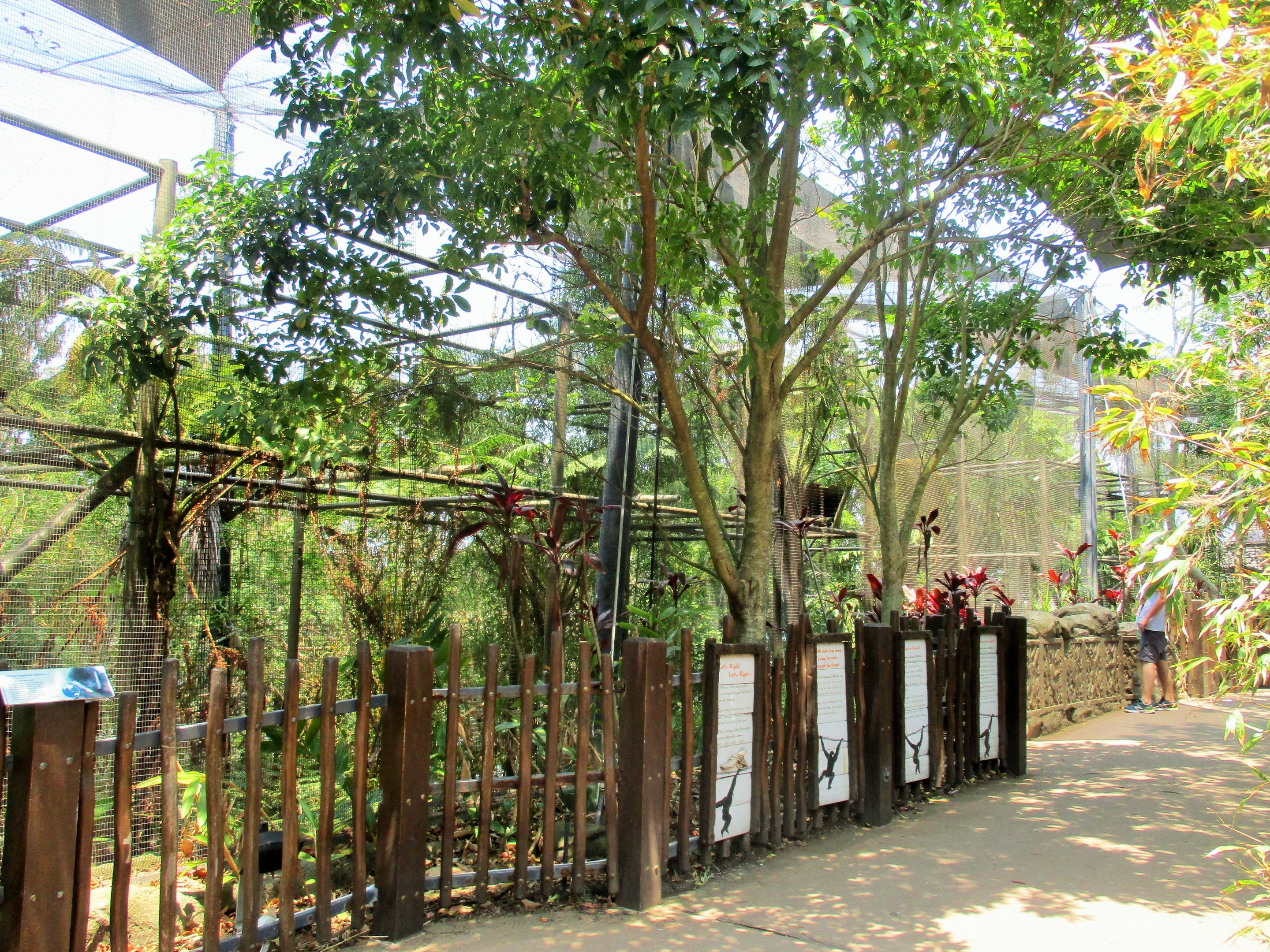 White-cheeked Gibbon Enclosure