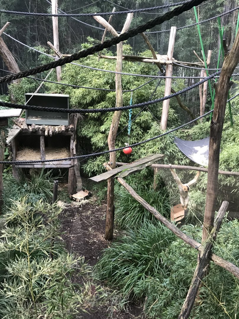 White Cheeked Gibbon Enclosure