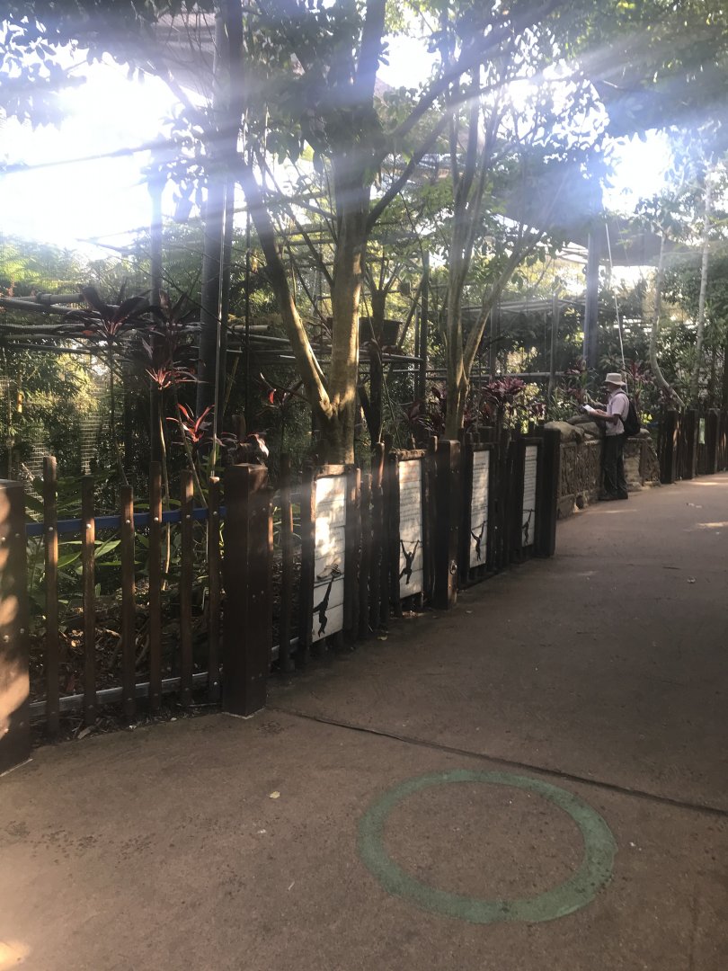 White Cheeked Gibbon Enclosure