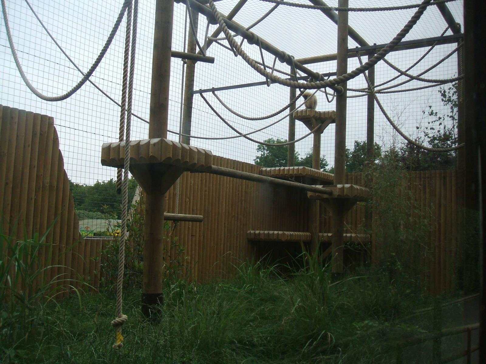 White-Cheeked Gibbon enclosure