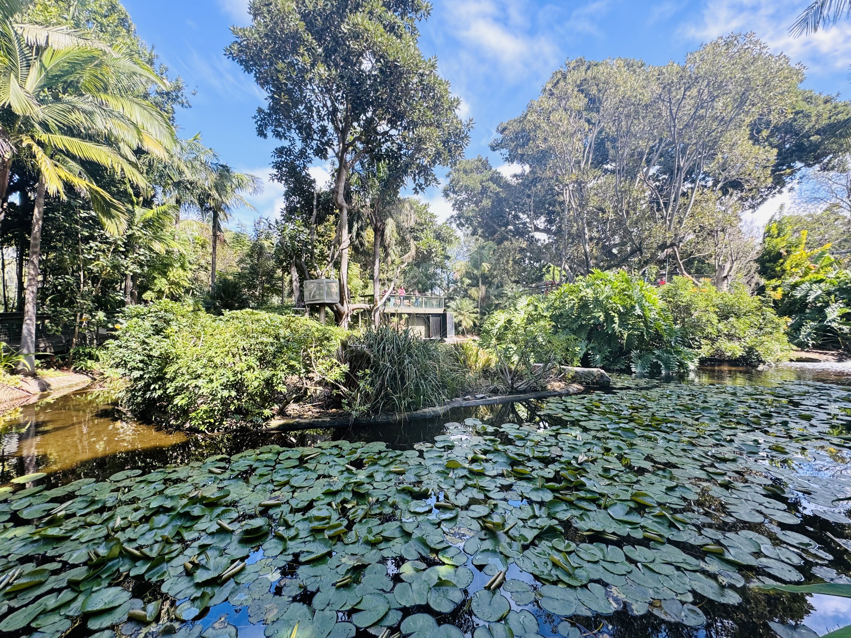 White-cheeked Gibbon enclosure