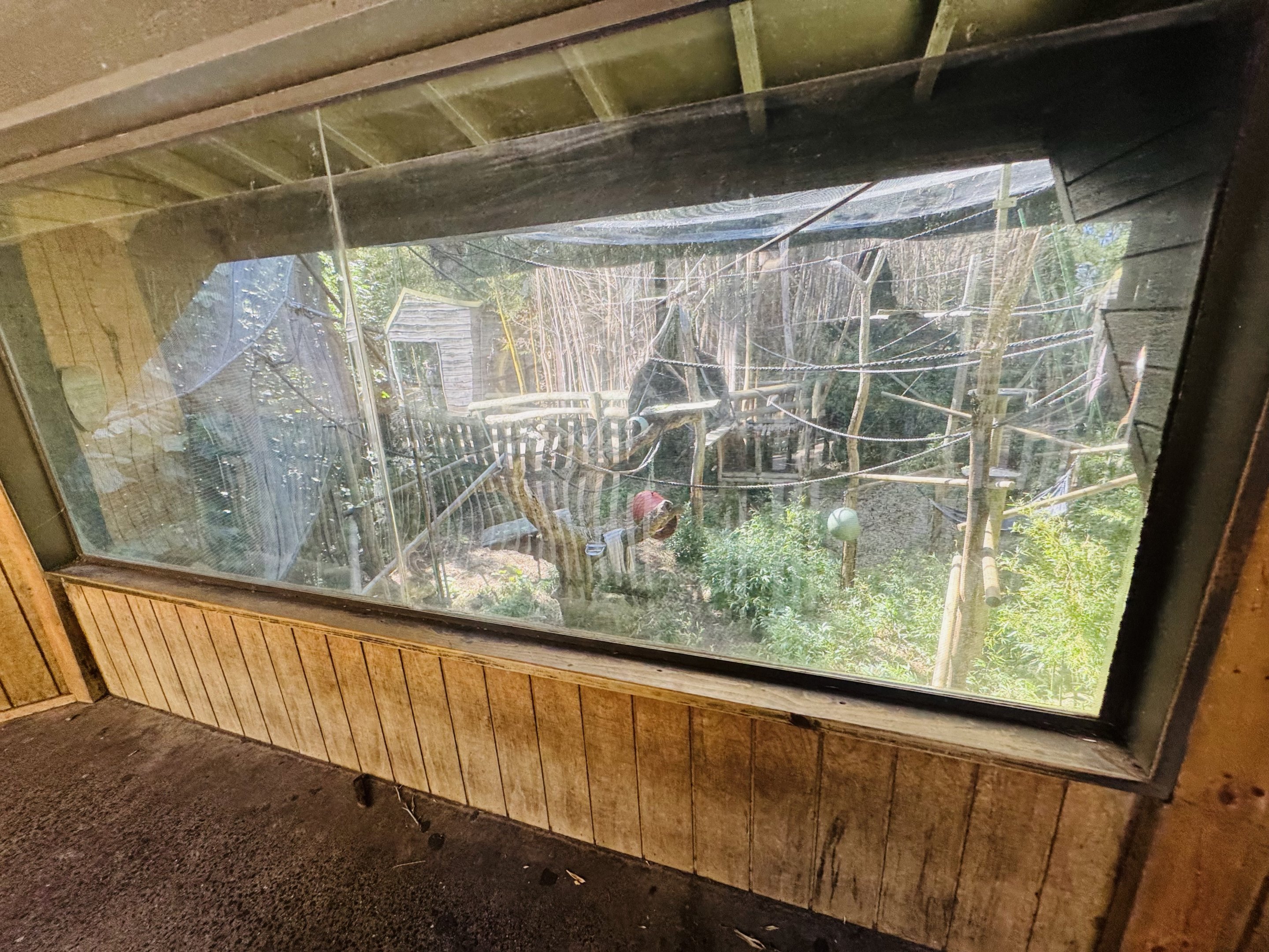 White-cheeked gibbon enclosure
