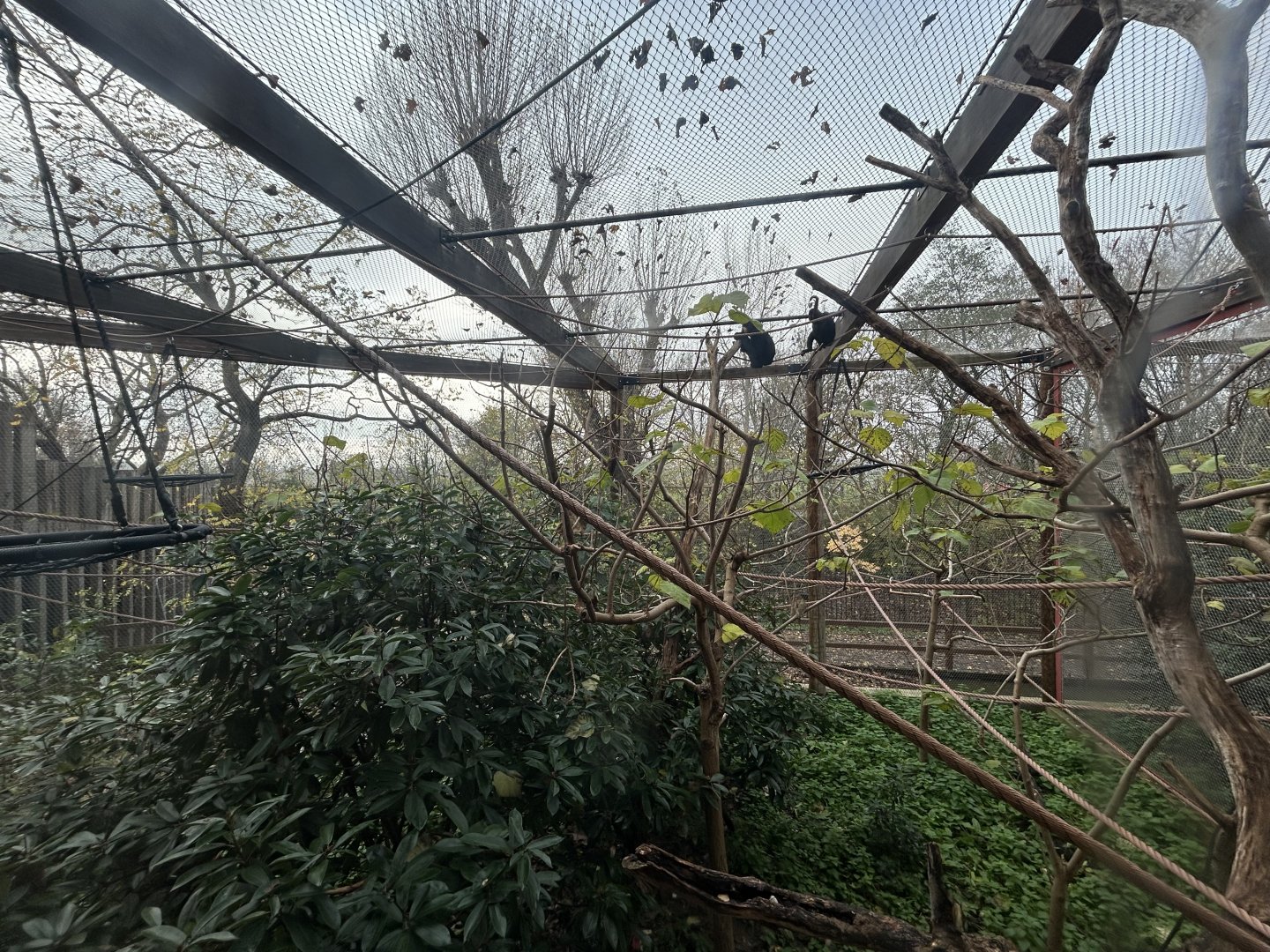 White-cheeked Gibbon Exhibit - Tiger Territory