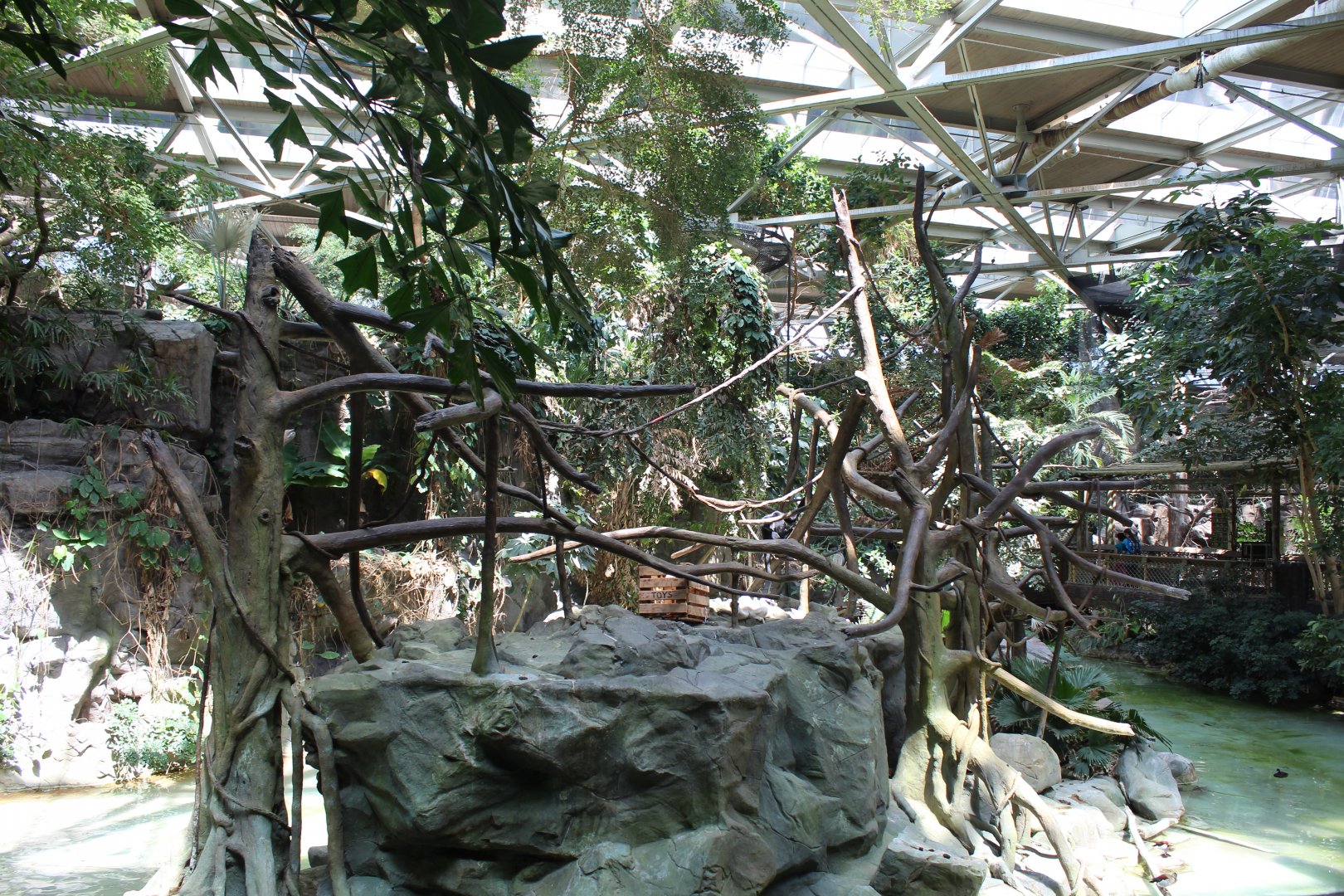 White-Cheeked Gibbon Exhibit - Tropics Trail