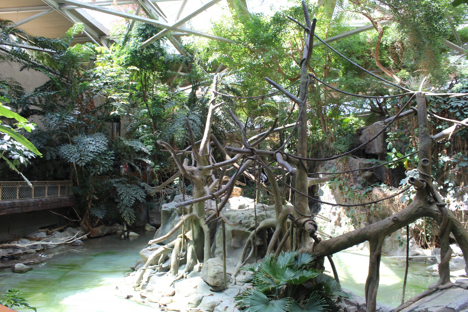 White-Cheeked Gibbon Exhibit - Tropics Trail