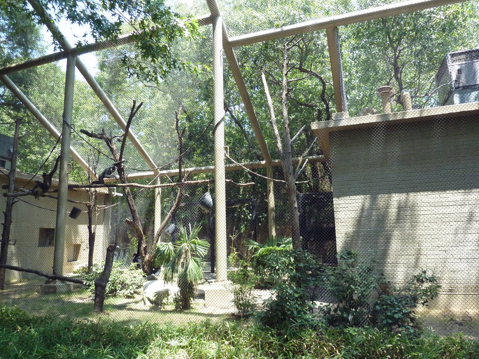 White-Cheeked Gibbon Exhibit