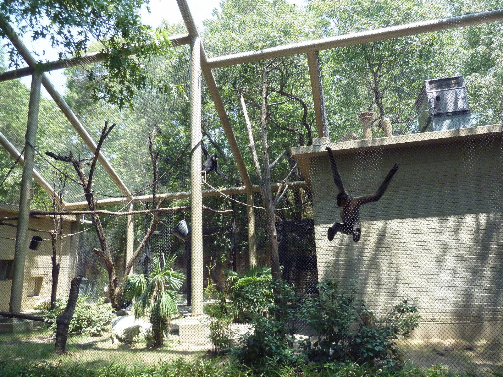 White-Cheeked Gibbon Exhibit