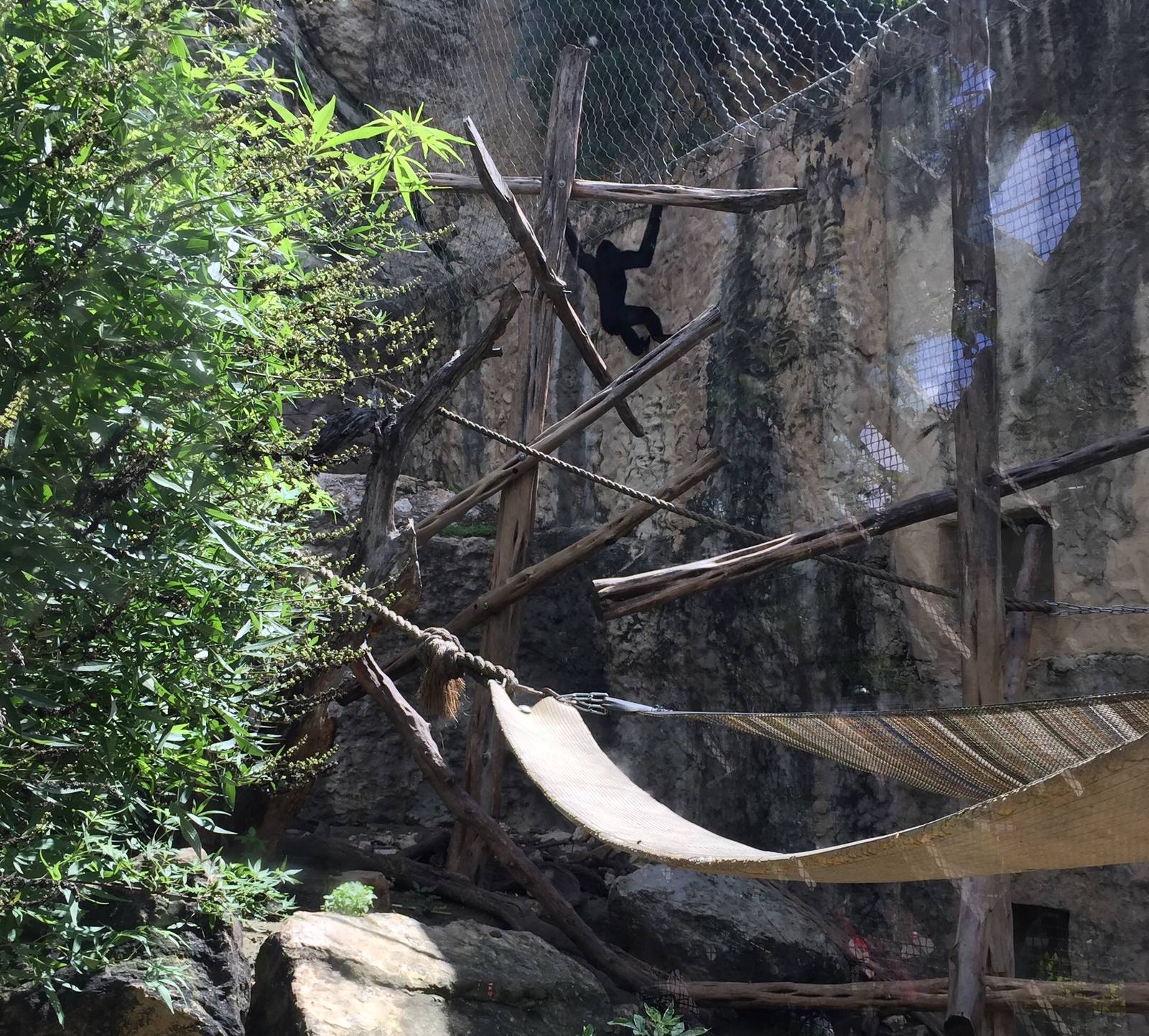 White-cheeked Gibbon Exhibit