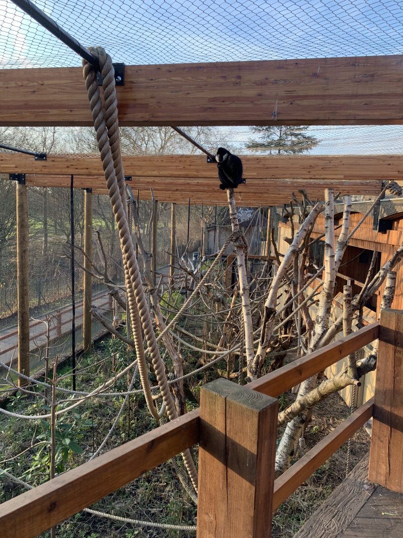 White Cheeked Gibbon Exhibit