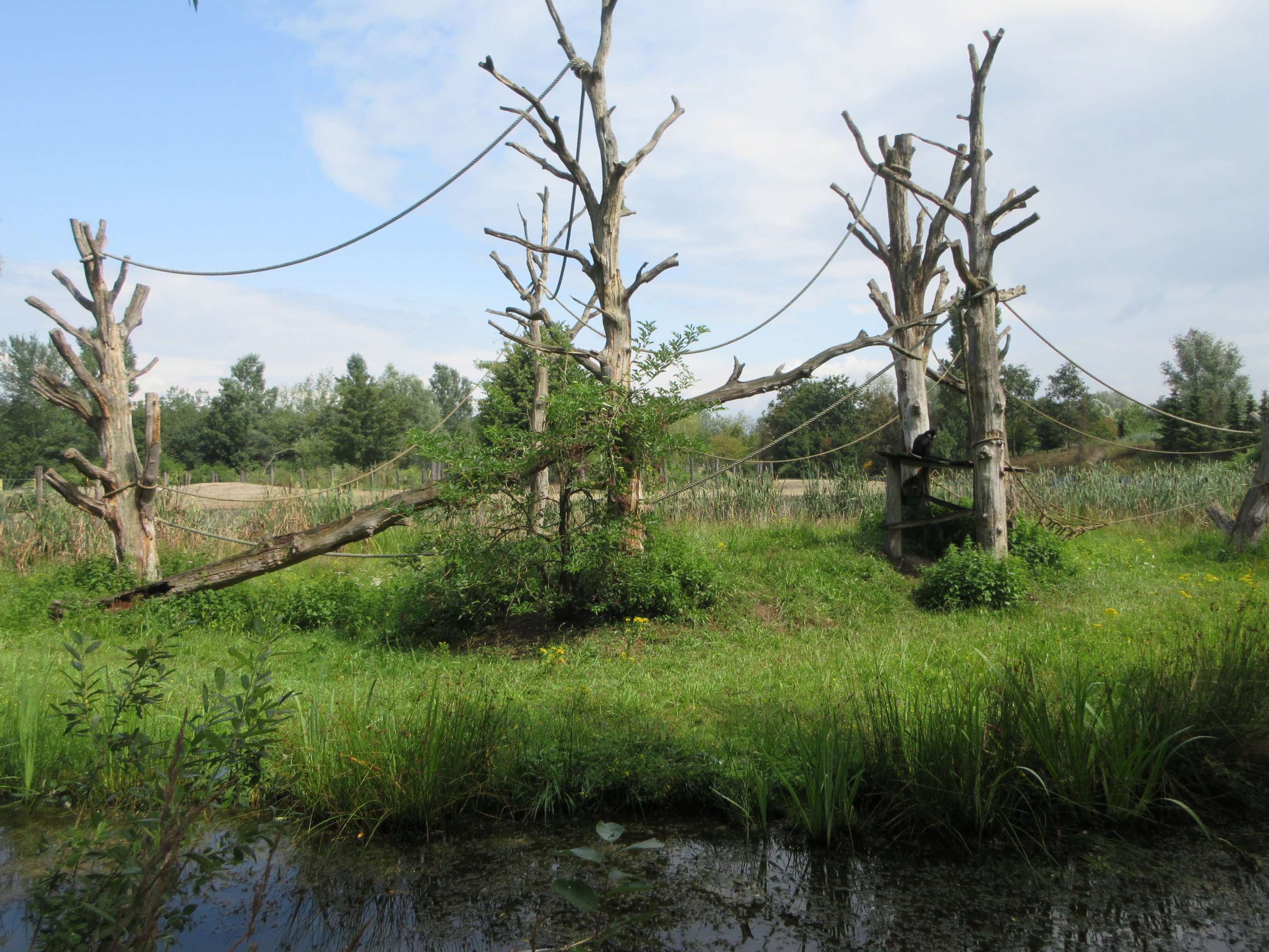 White-cheeked Gibbon Exhibit