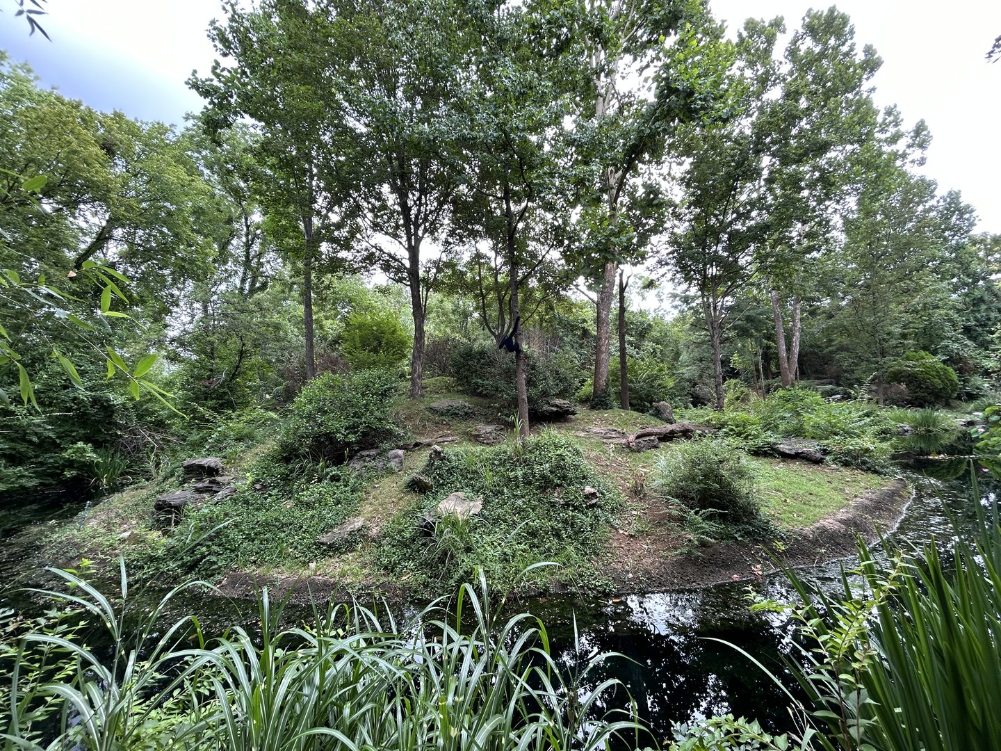 White-cheeked Gibbon Exhibit